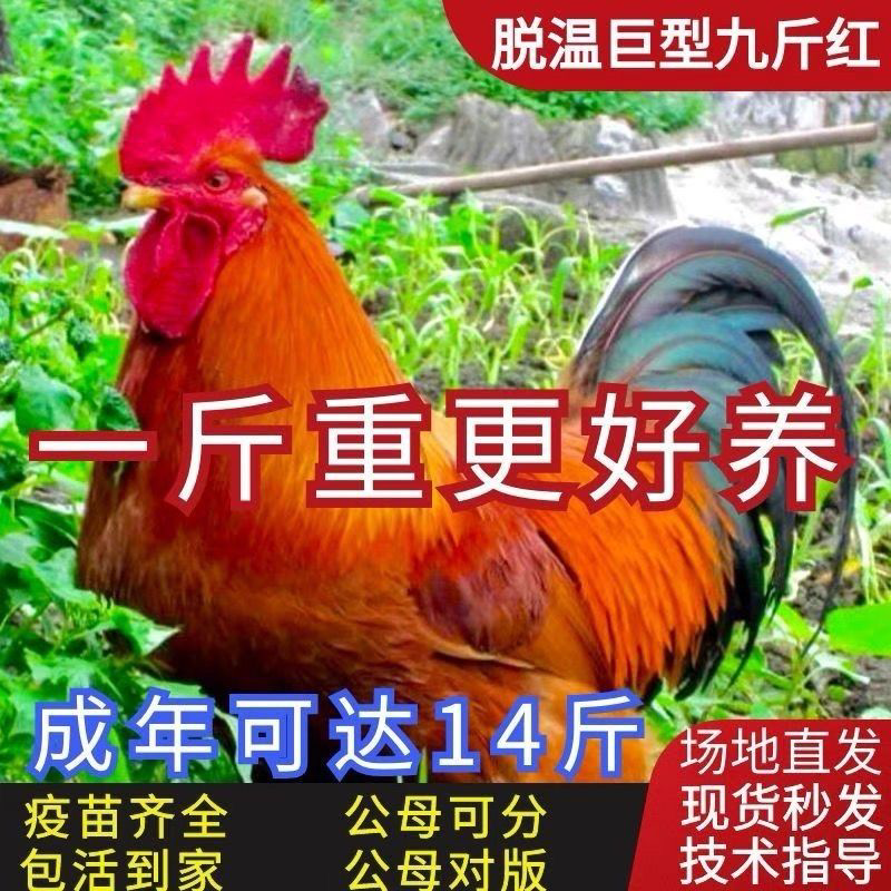 巨型九斤红红玉大红公鸡红瑶鸡大型公鸡支持视频选货