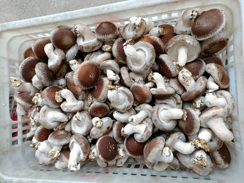 河北808/0912香菇，产地直发货源稳定，对接全国市场