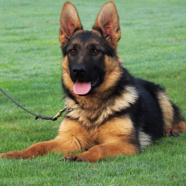 德牧幼犬纯种德牧犬警犬猎犬锤系黑背弓背牧羊犬
