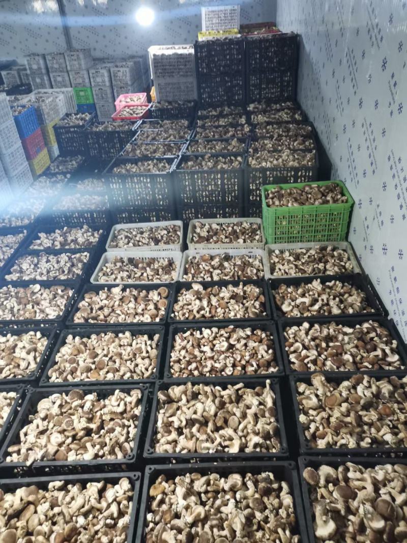 河北大集平台香菇，可对接全国市场，欢迎咨询联系