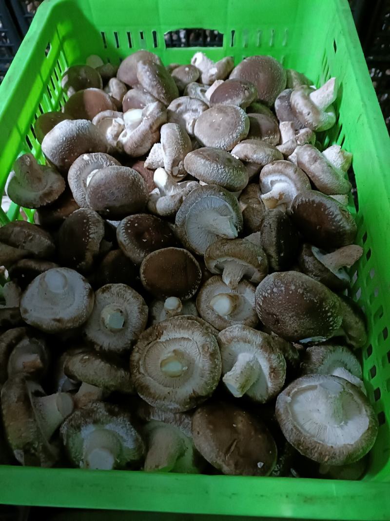 产地直发精选鲜香菇，现货大量供应，欢迎各界客商咨询联系