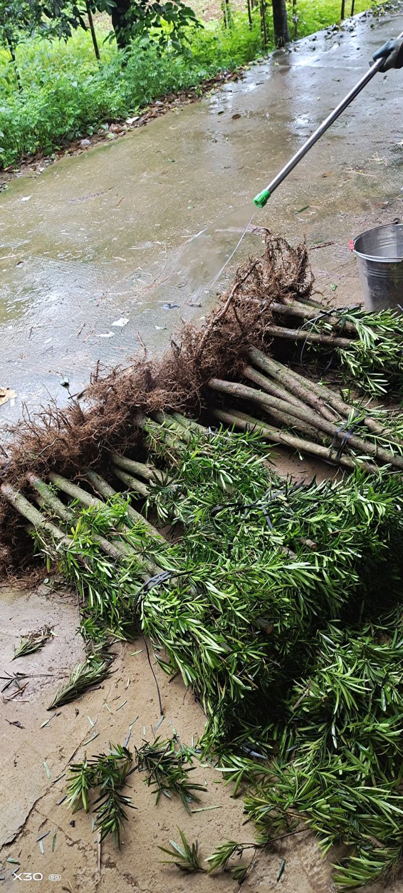 罗汉松苗(地径2～6公分)常年青绿可造型可盆栽包邮
