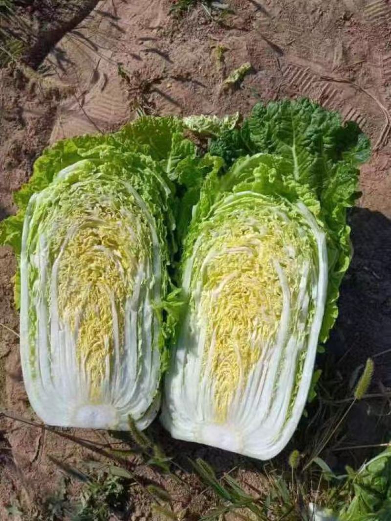 定州市黄心白菜产地直发。不烧心无斑点种植面积大。