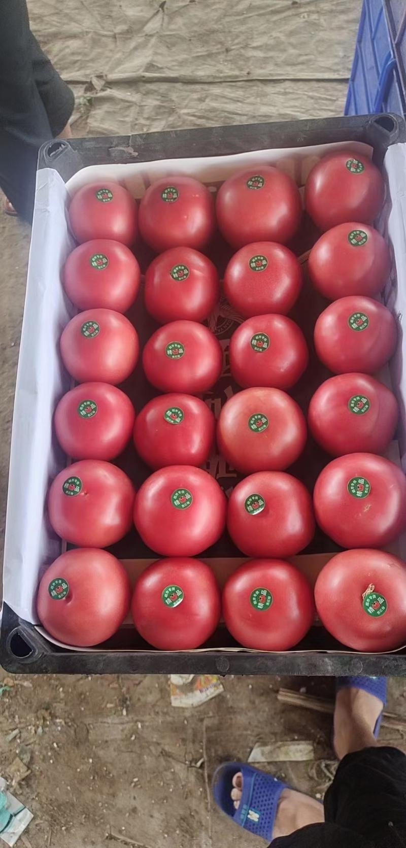 硬粉西红柿产地大量有货一手货源保质保量货源充足