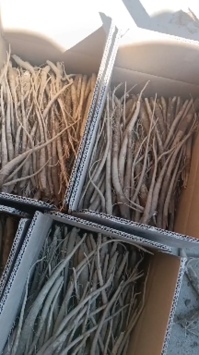 高山当归好吃不贵炖鸡炖鸭炖猪脚味道甜又面。