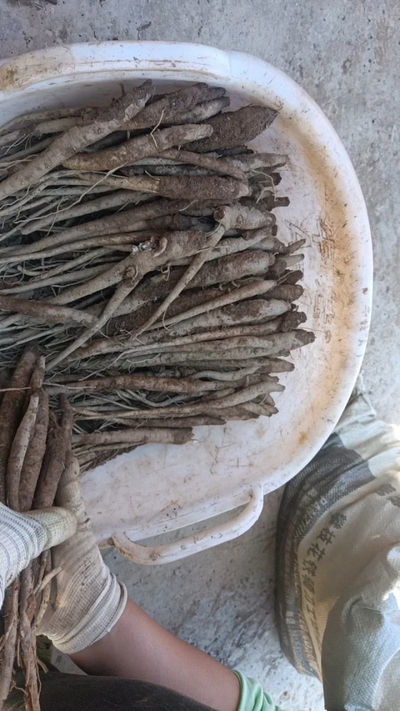 高山当归好吃不贵炖鸡炖鸭炖猪脚味道甜又面。
