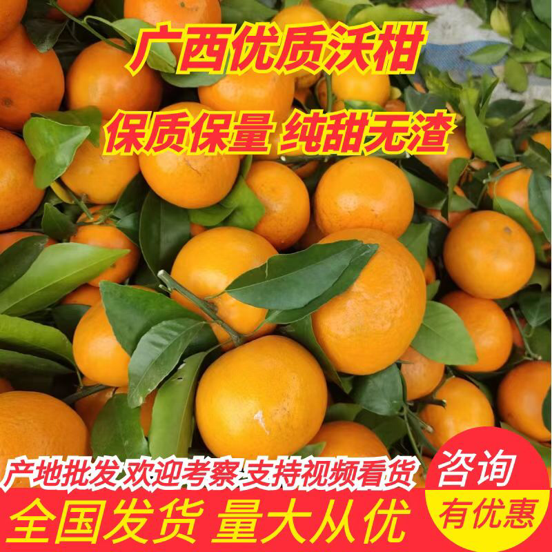 精品广西沃柑产地直发口感甜诚信经营质量保证全国发货