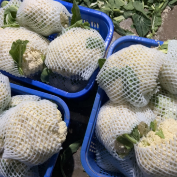 天门有机花大量上市中。