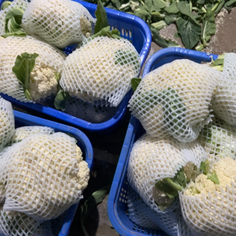 天门有机花大量上市中。
