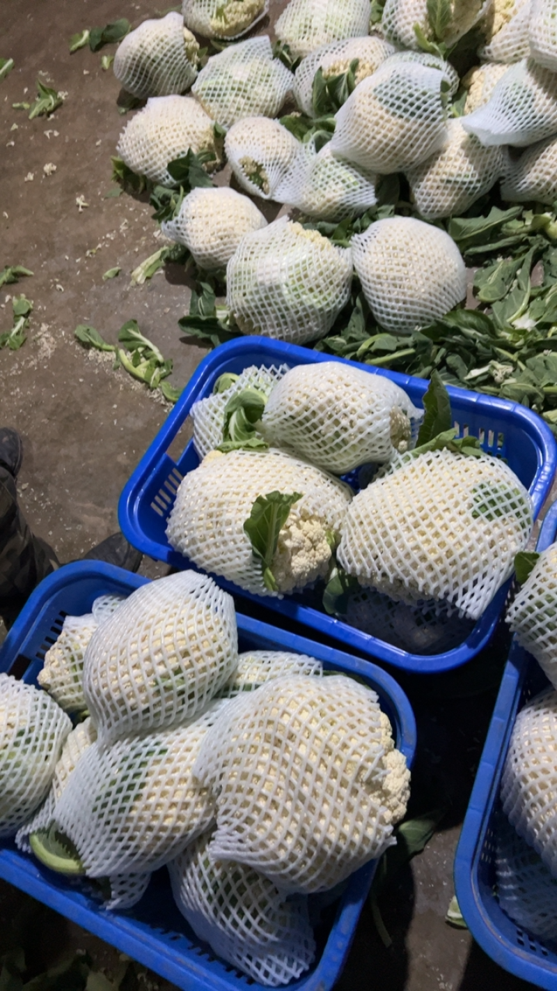 天门有机花大量上市中。