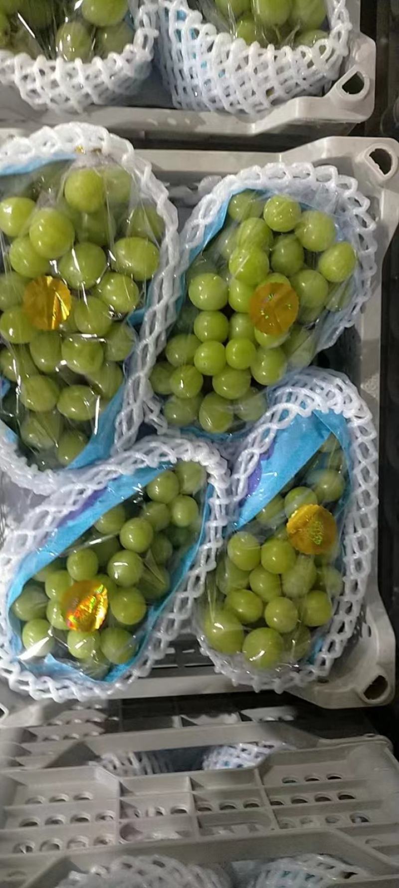 阳光玫瑰葡萄产地辽宁北镇，大棚里的葡萄，口感香甜，糖度高