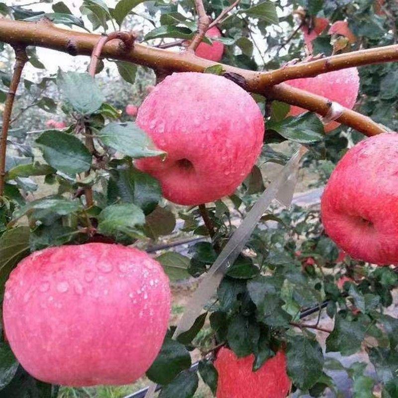 秦脆苹果苗长富苹果树苗红富士苹果树苗条纹保纯
