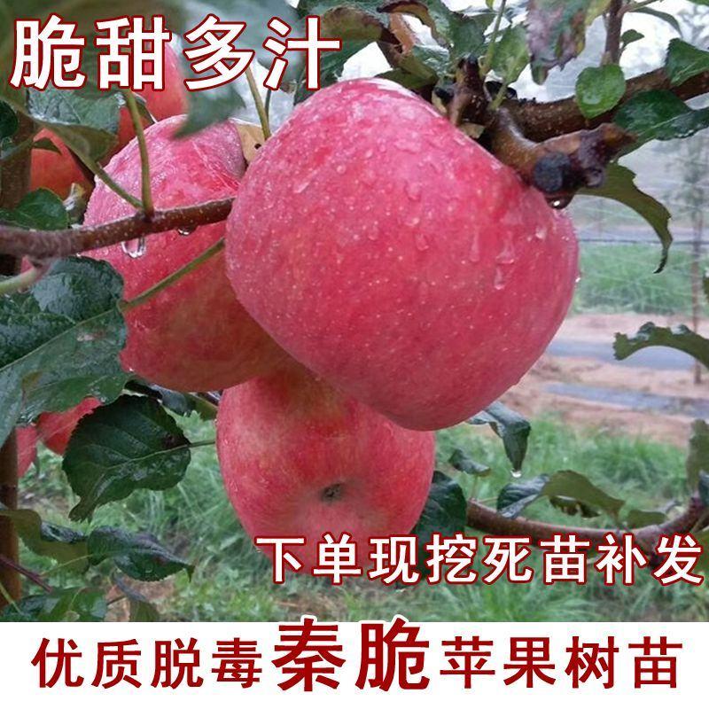 秦脆苹果苗长富苹果树苗红富士苹果树苗条纹保纯