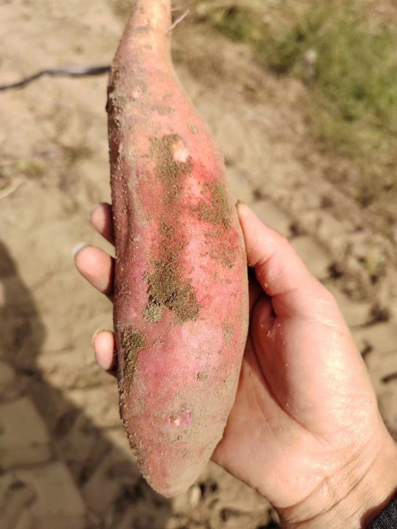 西瓜红红薯龙九红薯红皮黄心六鳌蜜薯产地代发