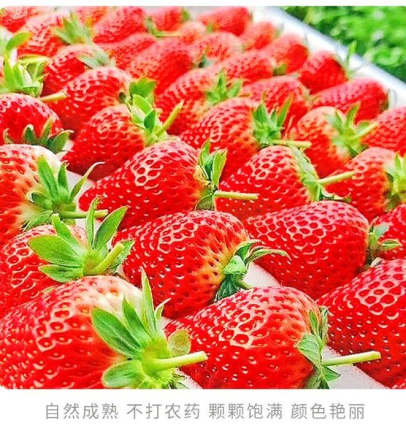 山东草莓，奶油草莓产地直发，大量上市价格便宜欢迎联系