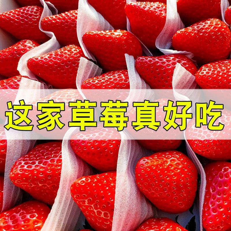 山东草莓，奶油草莓产地直发，大量上市价格便宜欢迎联系