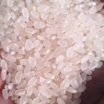 江苏连云港精品圆粒珍珠米厂家直供，质量保证，货源充足！