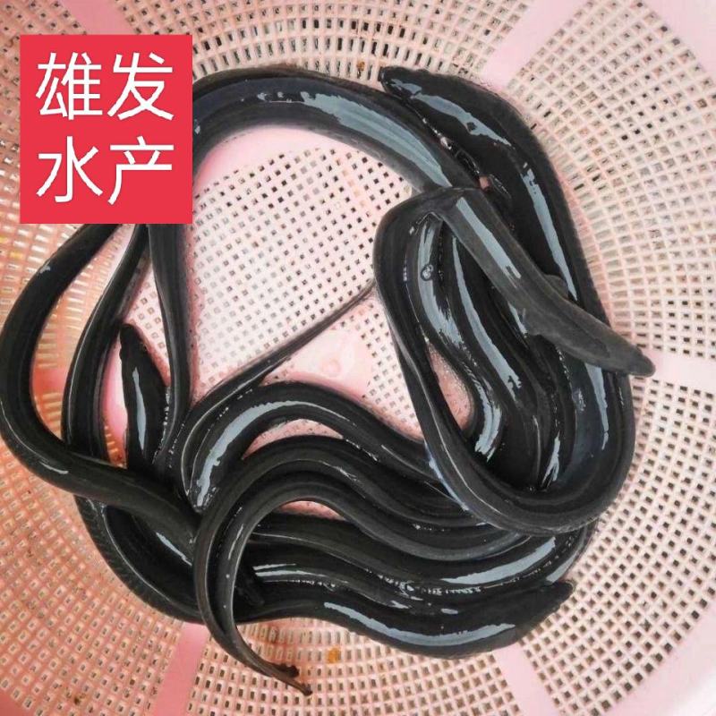 白鳗鱼苗/河鳗鱼/白鳝鱼苗/渔场直供+技术指导/存活率好