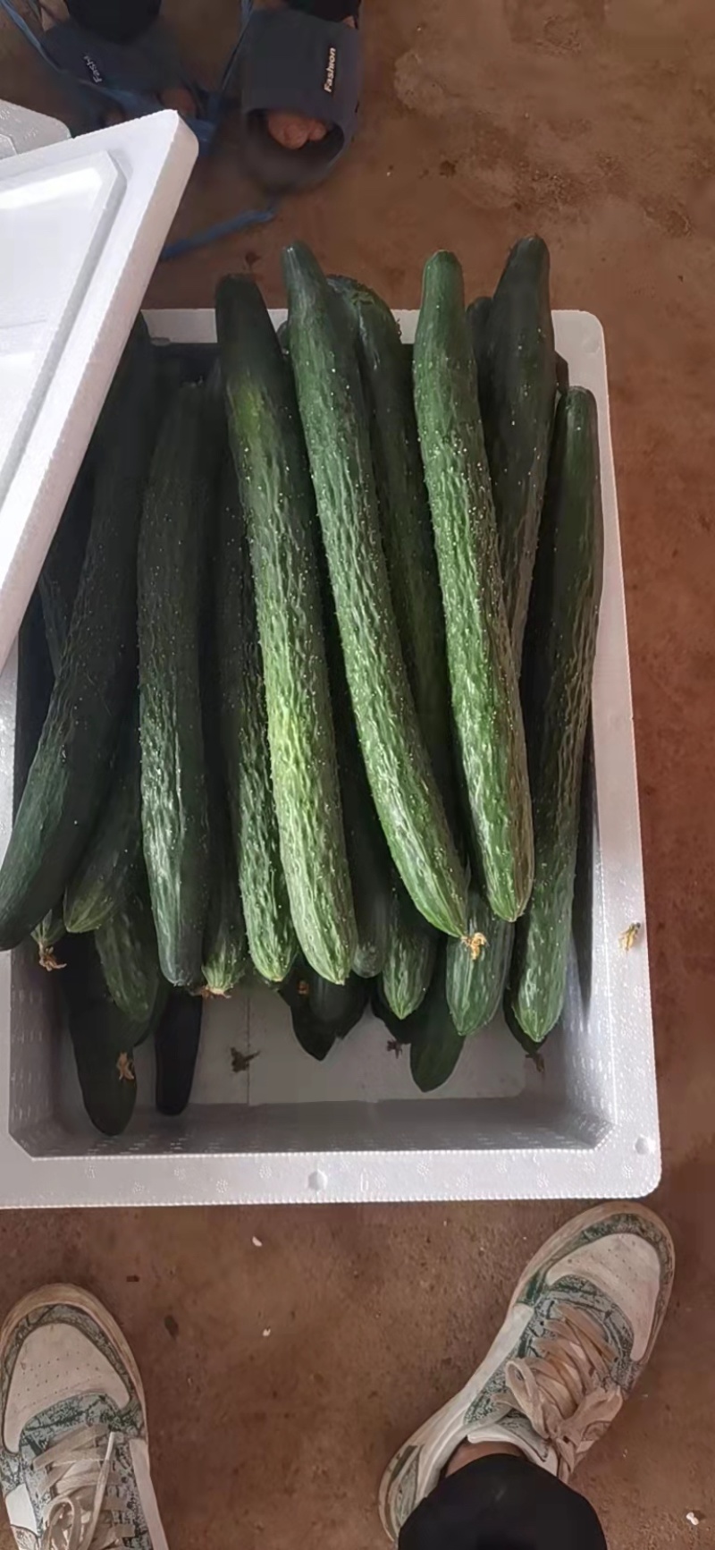 广东湛江带花黄瓜，质量保证，条形好，一手货源欢迎