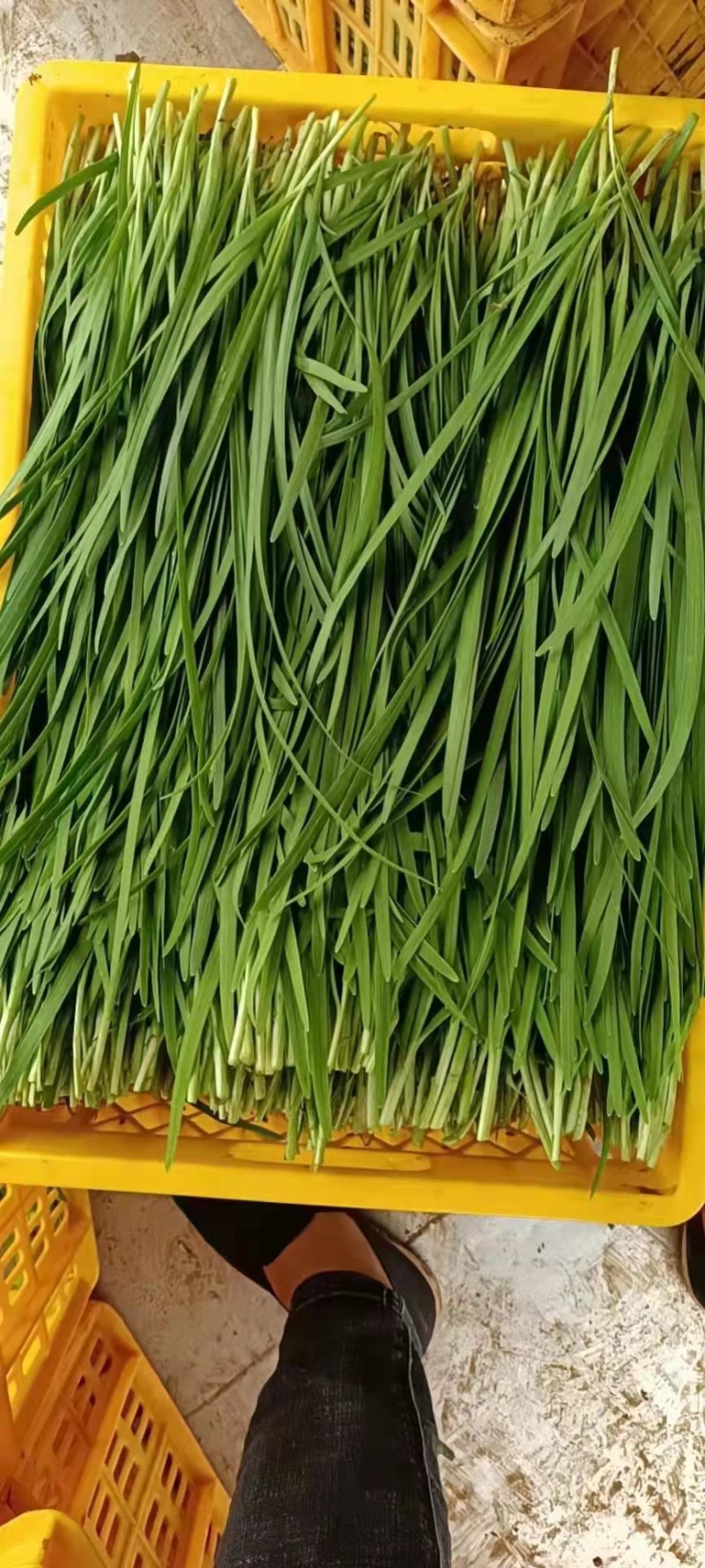 广东精品大叶韭菜大量上市对接市场商超，价格好