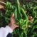 【推荐】大量螺丝椒上市精品货价格合适货源稳定产地直发