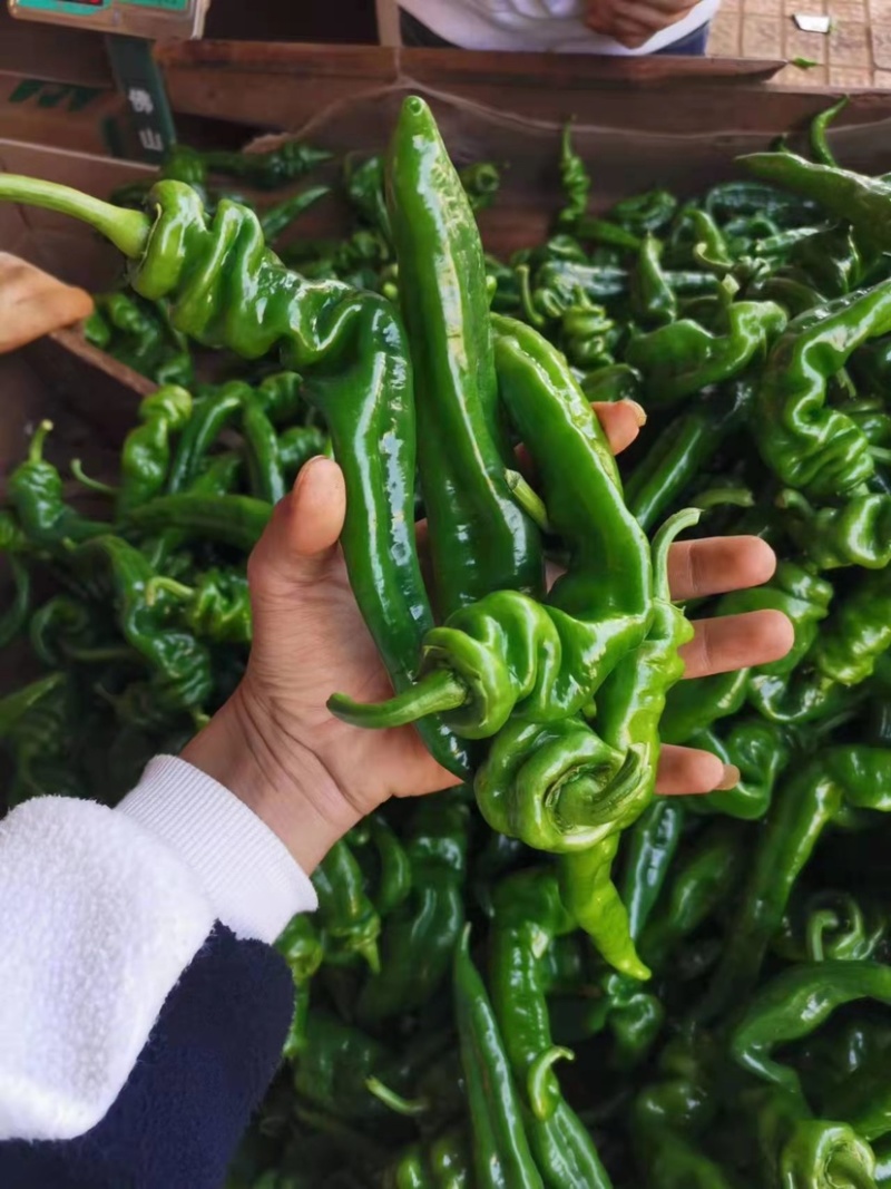 【推荐】大量螺丝椒上市精品货价格合适货源稳定产地直发