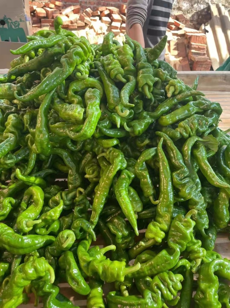 【推荐】大量螺丝椒上市精品货价格合适货源稳定产地直发