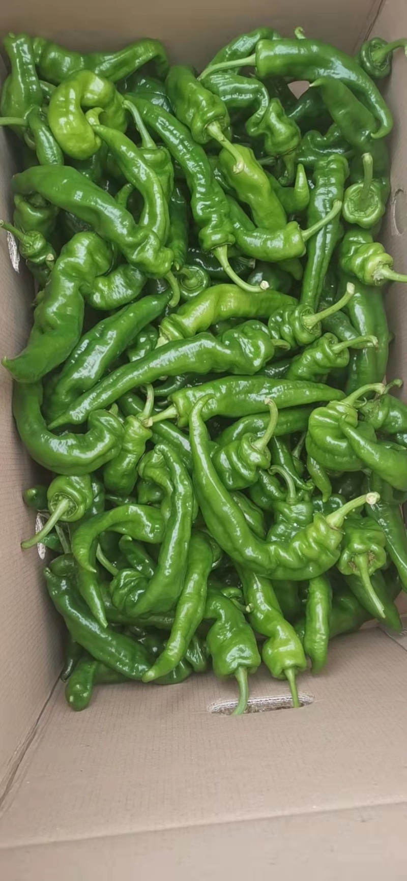 【推荐】大量螺丝椒上市精品货价格合适货源稳定产地直发