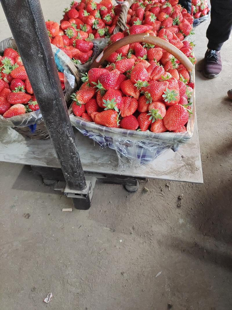 优质甜宝奶莓大量供应产地发货一手货源品质保证量大优