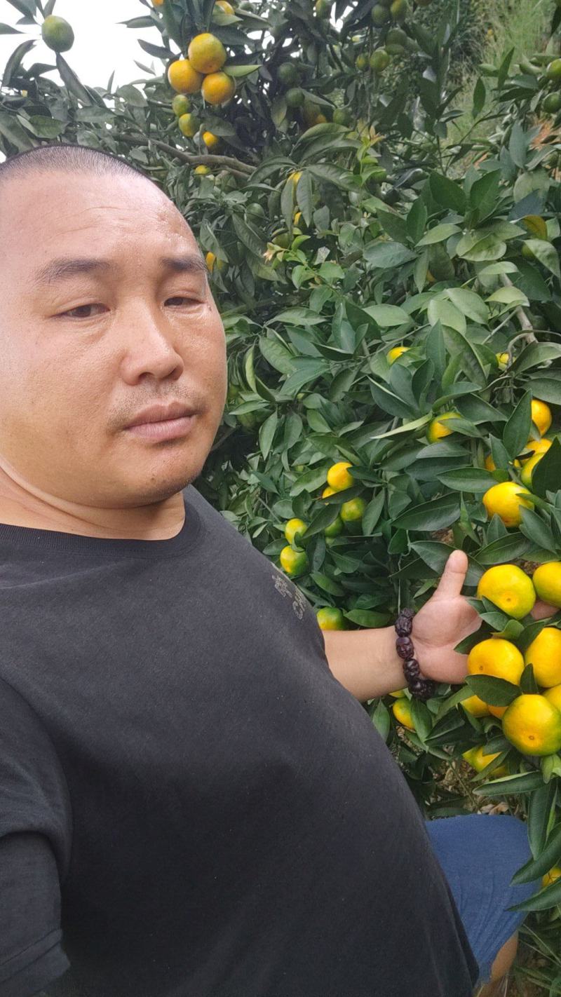 云南特早高山蜜桔，果皮细，汁多味甜，货源充足，诚信代办