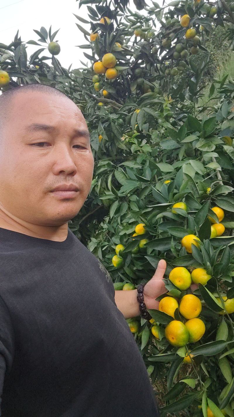 云南特早高山蜜桔，果皮细，汁多味甜，货源充足，诚信代办
