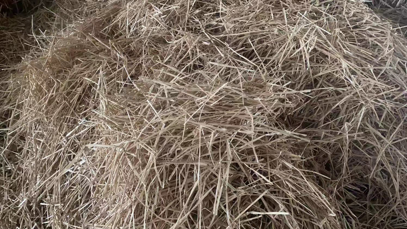 安徽大量供应优质麦草，货源充足量大从优，揉丝除丝
