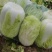 夏邑县大白菜，夏邑县黄心大白菜秋晓黄心大白菜