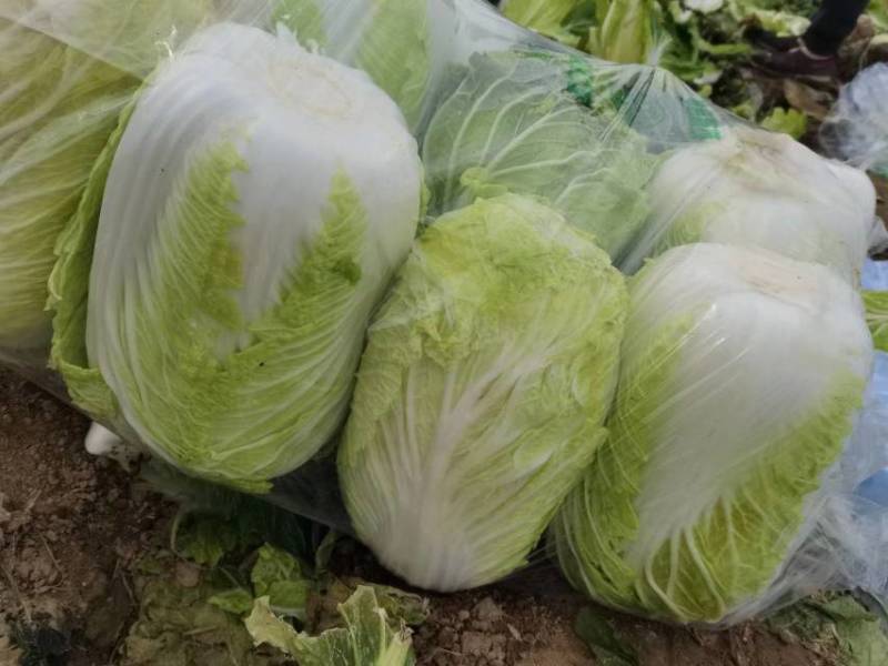 夏邑县大白菜，夏邑县黄心大白菜秋晓黄心大白菜