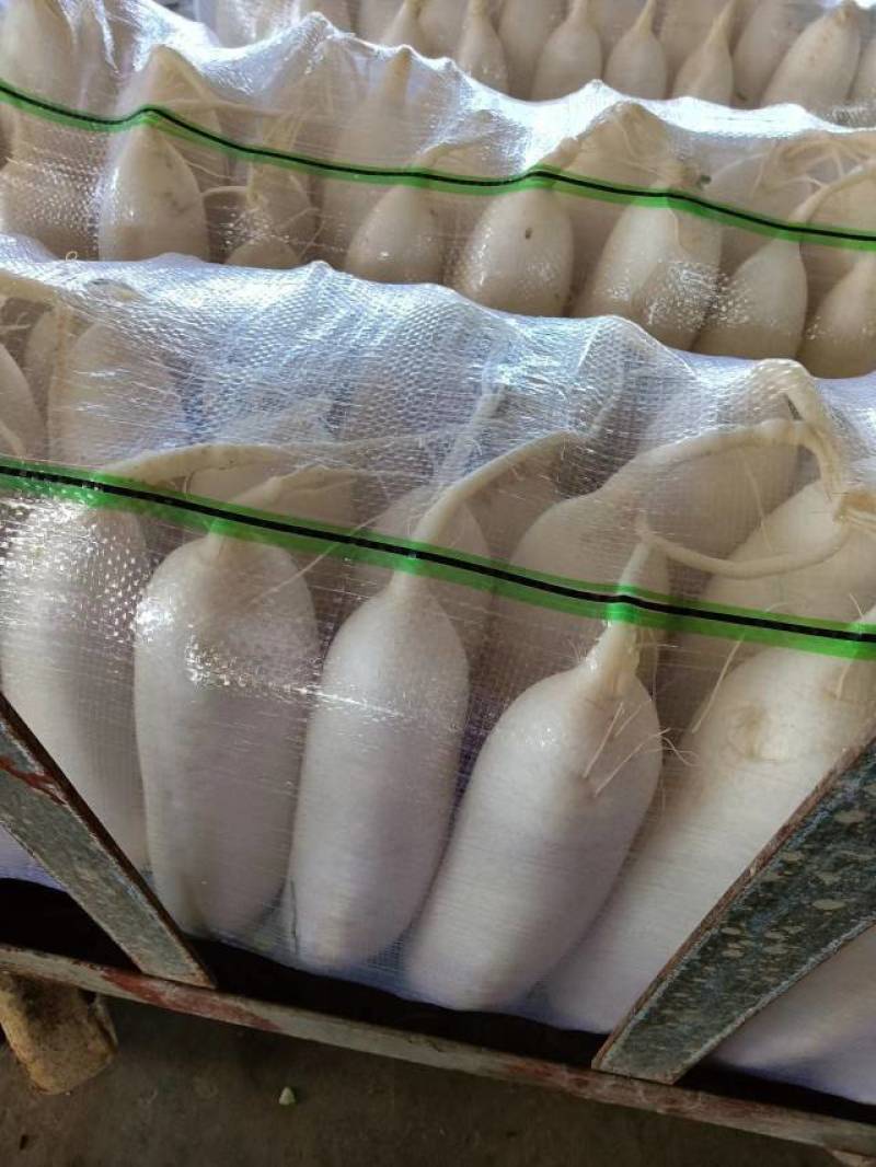 重庆潼南精品白萝卜诚信经营水洗包装分拣打冷一条龙