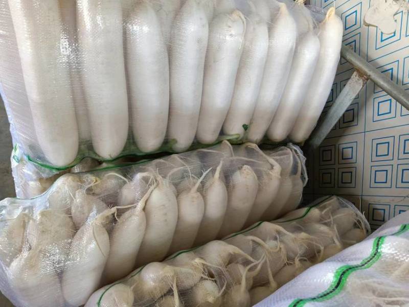 重庆潼南白萝卜，基地直供，保质保量