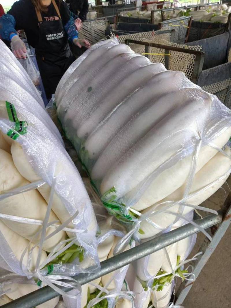 重庆潼南白萝卜，基地直供，保质保量