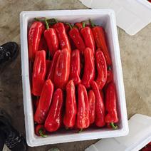 芜湖泡椒20-25厘米，现采现摘，颜色红，条型直