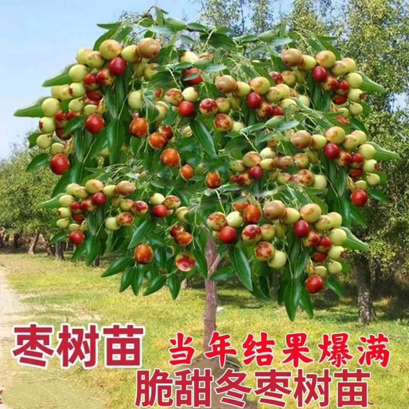 冬枣树苗沾化二三代冬枣苗结果脆甜现挖现发包成活包结果