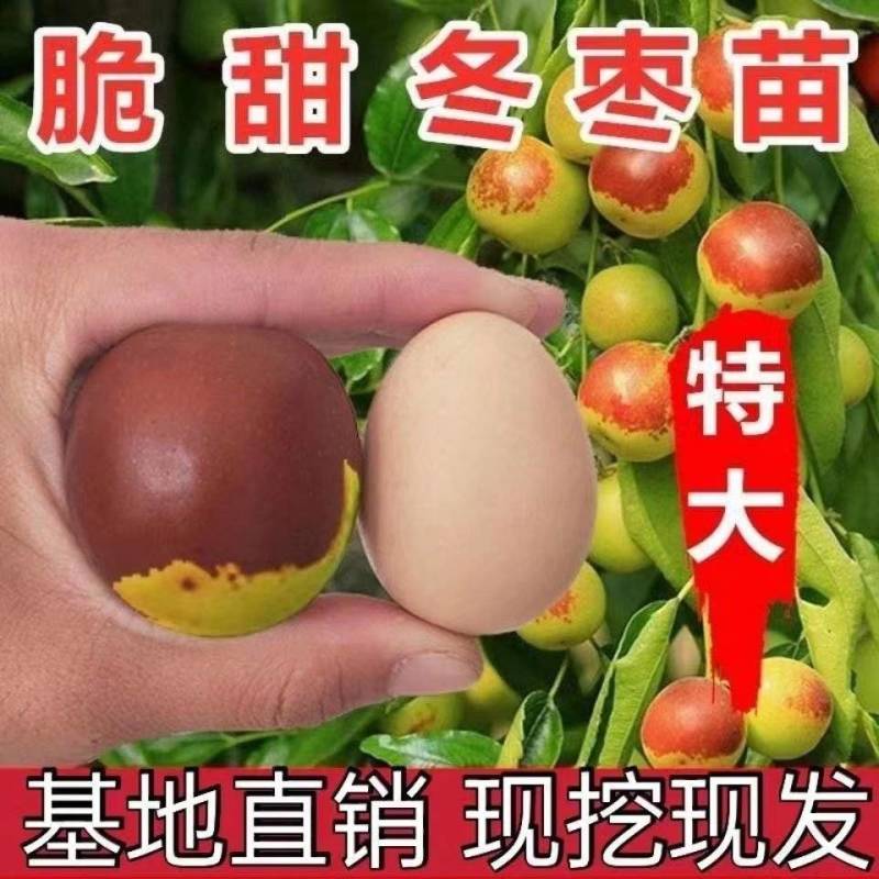 冬枣树苗沾化二三代冬枣苗结果脆甜现挖现发包成活包结果