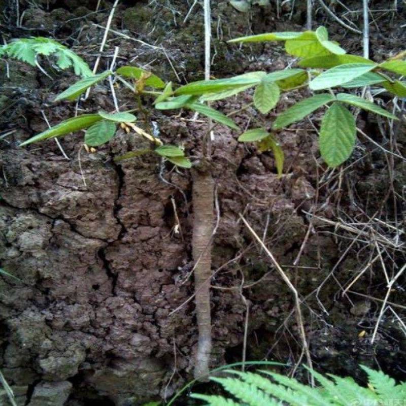 野生千斤拔大量出售