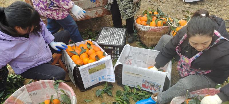 【热销】奉节脐橙长虹脐橙自家水果现采现摘长虹二级果一树果