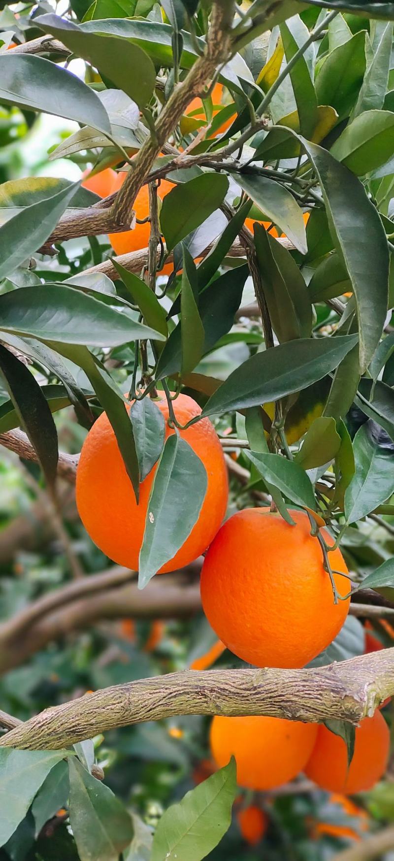 【热销】奉节脐橙长虹脐橙自家水果现采现摘长虹二级果一树果