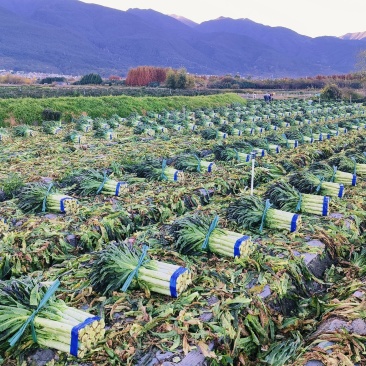 红叶香莴笋，货源充足，大量供应