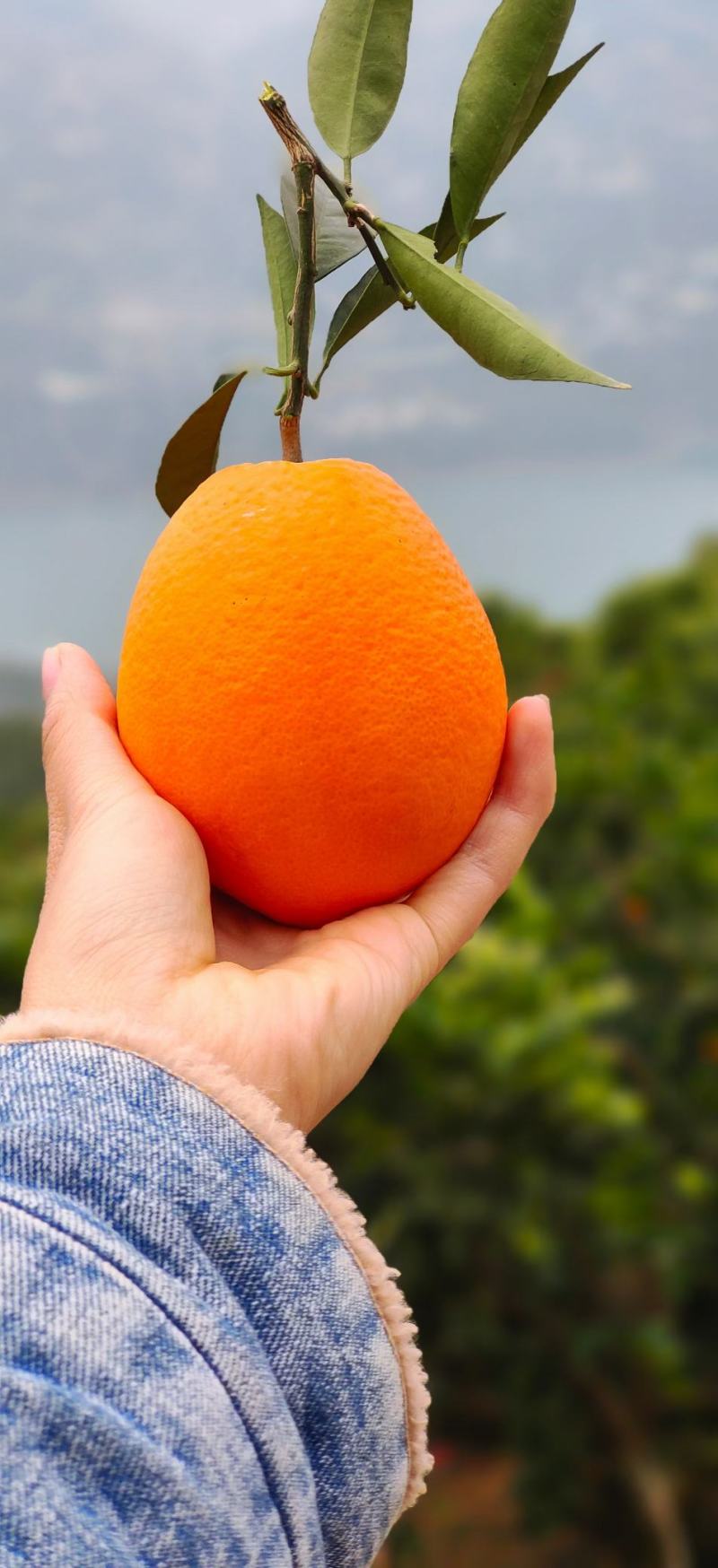 【热销】重庆奉节脐橙纽荷尔脐橙高次果电商果一件代发