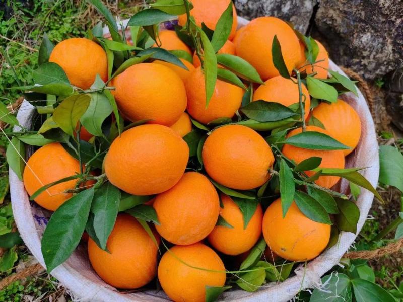 【热销】重庆奉节脐橙纽荷尔脐橙高次果电商果一件代发