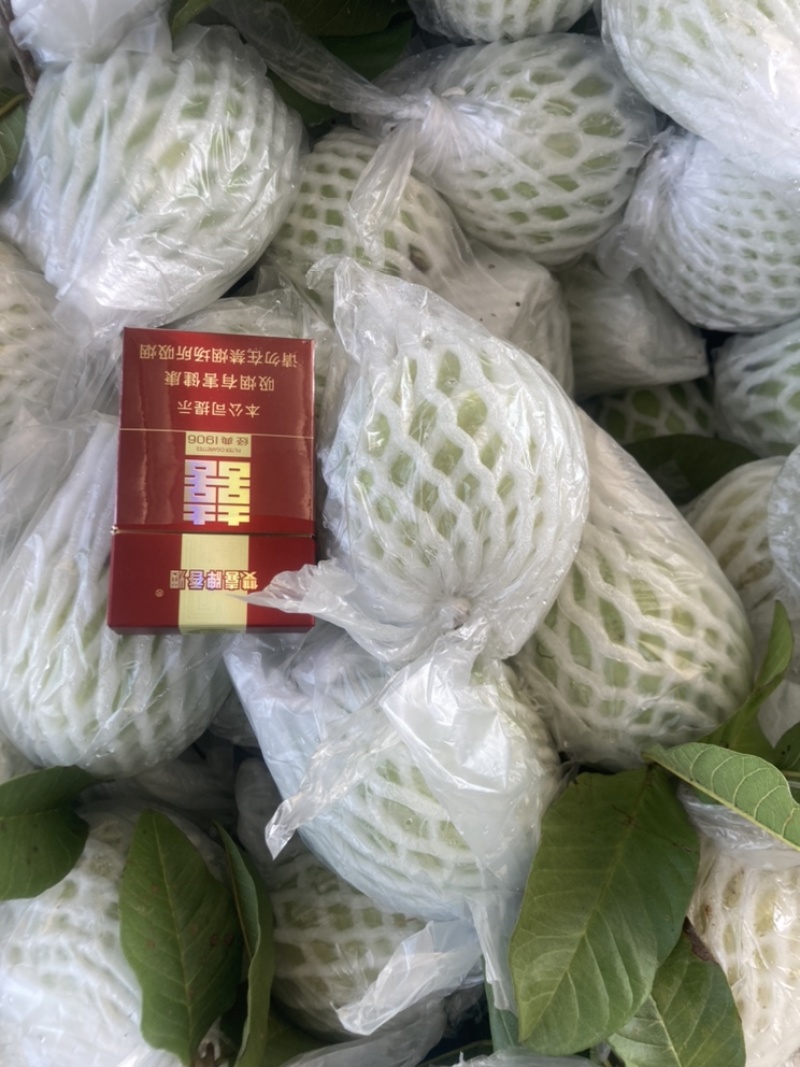 红心番石榴，白心番石榴，芭乐，，欢迎来撩