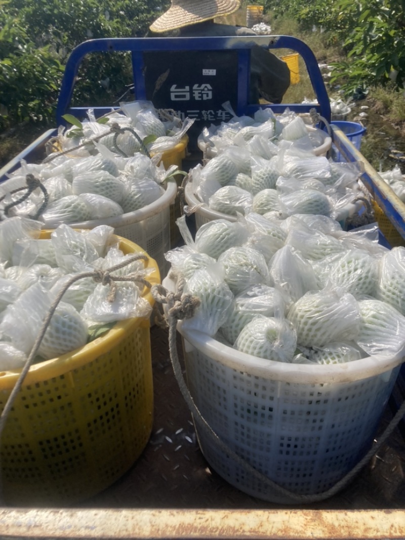 红心番石榴，白心番石榴，芭乐，，欢迎来撩