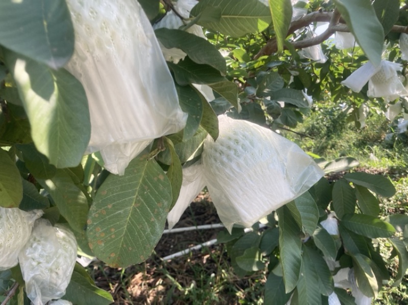 红心番石榴，白心番石榴，芭乐，，欢迎来撩