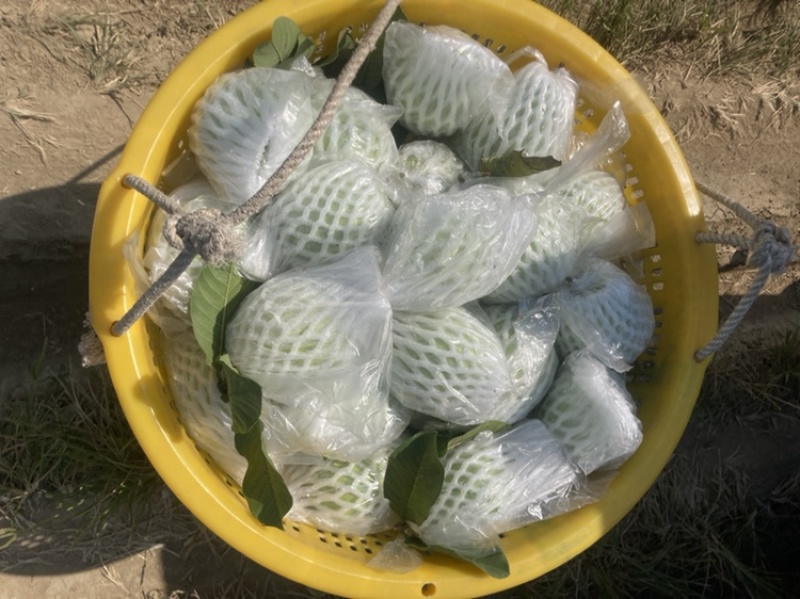 红心番石榴，白心番石榴，芭乐，，欢迎来撩